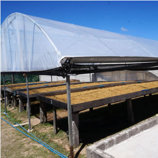 コスタリカ　アグリビッド　オレンジティピカ ハニー