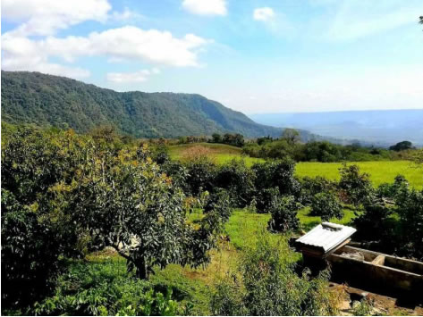 メキシコ　ソエル・イゾデ農園 【Mexico Cup Of Excellence 2025】