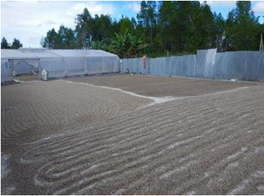 マンデリン　リントン　ブルーバタック