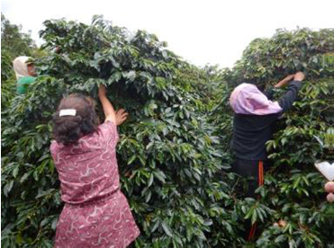 マンデリン　リントン　ブルーバタック