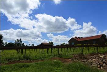 ケニア　エンデベス農園 ナチュラル