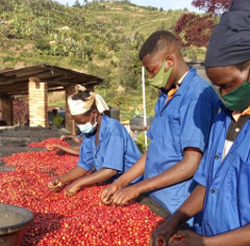 エチオピア　タデッセ農園 【Ethiopia Cup Of Excellence 2024】